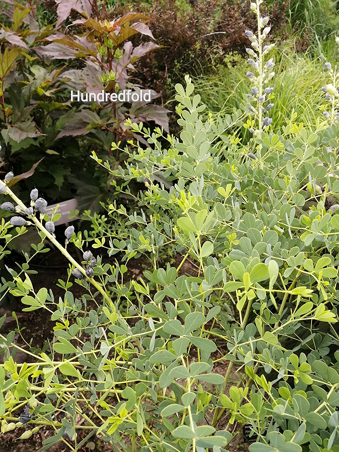 Fleur d'indigo sauvage bleu 30 graines - Baptisia Australis Fausse fleur indigo indigène des prairies 