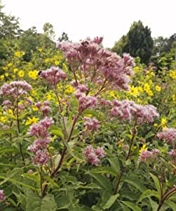 Hundredfold Joe Pye Weed Native Wild Flower 100 Seeds - Eutrochium purpureum Queen of the Meadow or Gravel Root, Attract Bees, Hummingbirds and Butterflies
