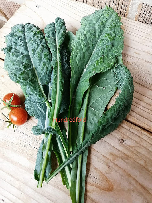 Hundredfold Tuscan Black Kale 500 Seeds - Lacinato, Nero di Tuscana Dinosaur, Italian Heirloom Non-GMO Vegetable