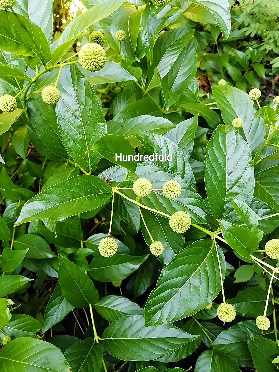 Hundredfold Button Bush Buttonbush 100 Seeds - Cephalanthus occidentalis Canada Native Bush, Spreading Shrub for Shade Garden, Rain Garden and Ponds