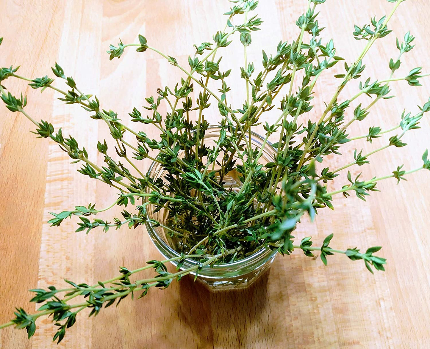 Thym allemand centuple 1000 graines d'herbes aromatiques - Thym commun, Thymus vulgaris, sans OGM pour conteneur de jardin et de terrasse 