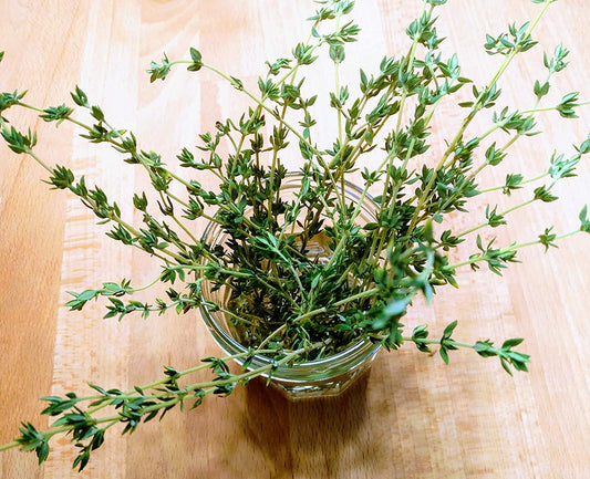 Hundredfold German Thyme 1000 Herb Seeds – Non-GMO Common, Winter Thyme, Thymus Vulgaris for Garden & Patio Container