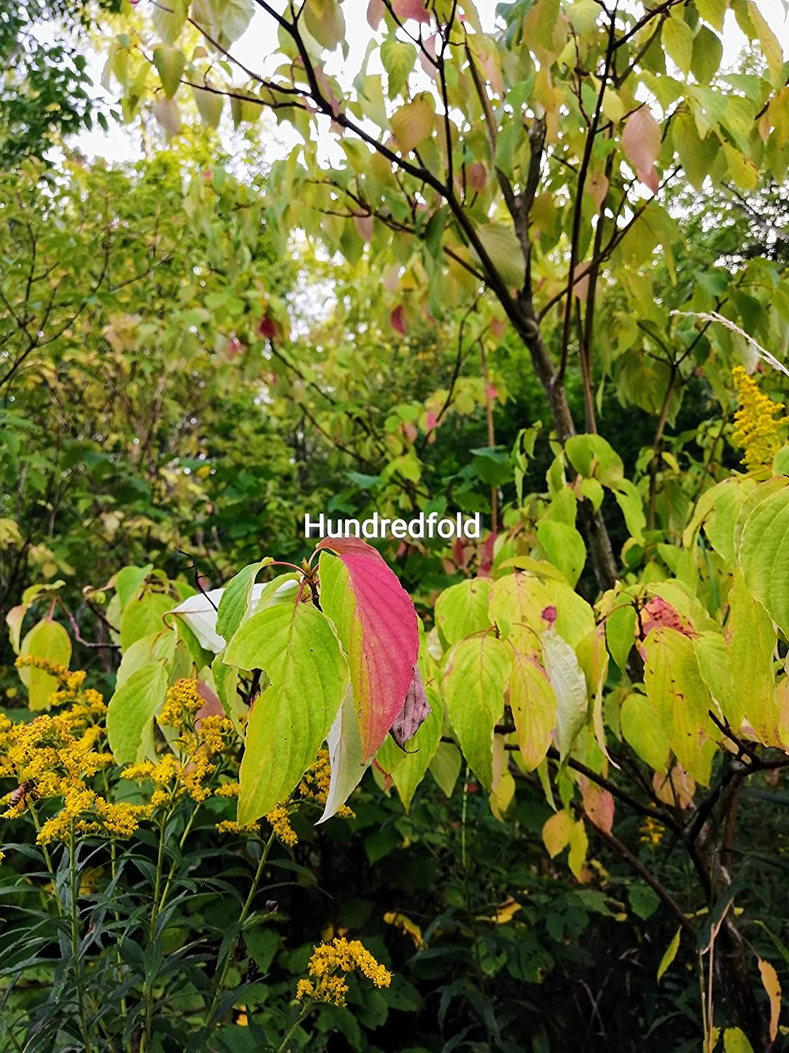 Graines d'arbustes de cornouiller pagode au centuple 10 - Cornus alternifolia Cornouiller à feuilles alternatives Petit arbre indigène de l'Ontario, avec des intérêts quatre saisons