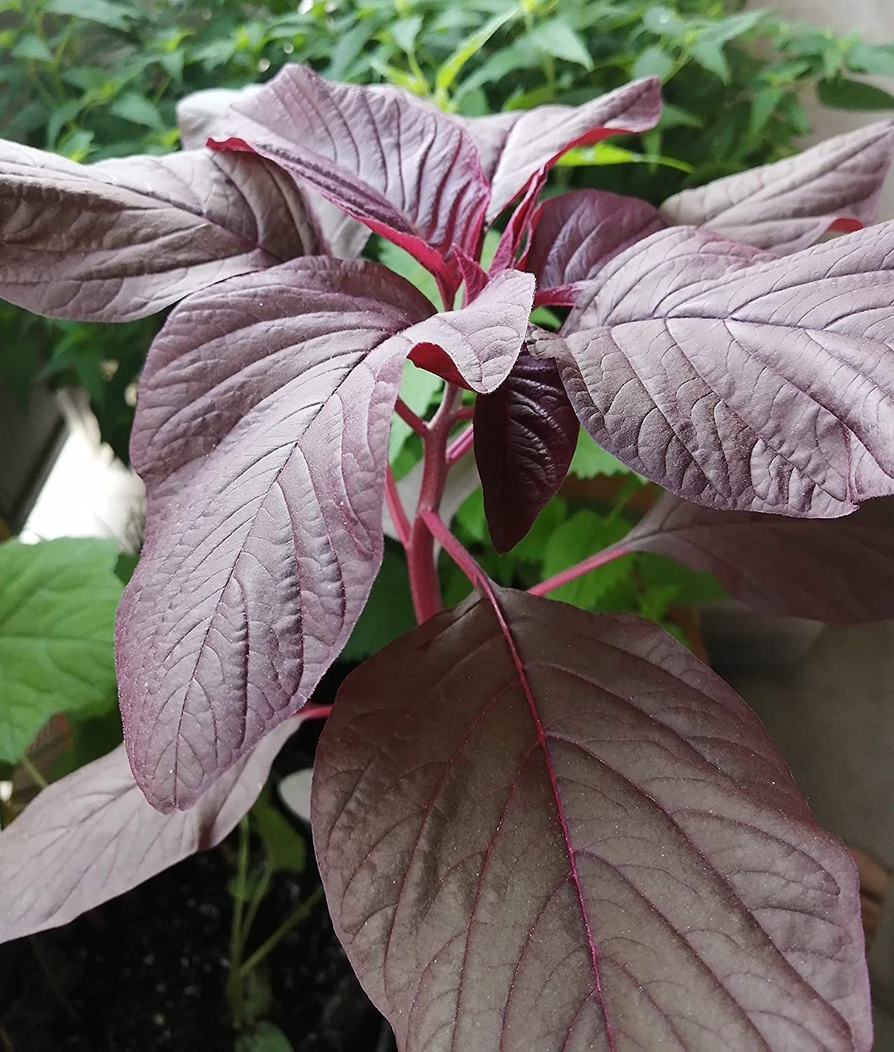 Red Calaloo Garnet Amaranth 1000 Seeds - Chinese Spinach, Yin Choy, Amaranthus Tricolor
