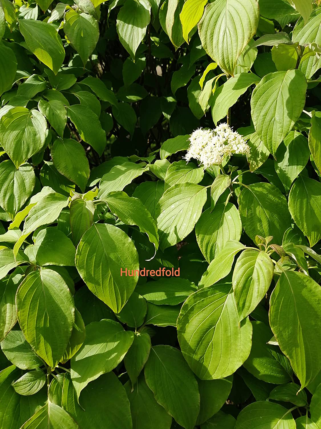 Hundredfold 10 Pagoda Dogwood Shrub Seeds - Cornus alternifolia Alternative Leaf Dogwood Ontario Native Small Tree, with Four Season Interests