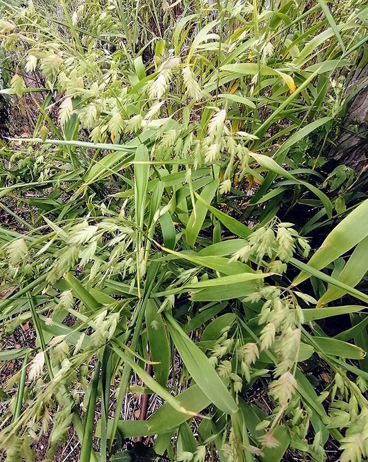 Graines d'avoine de rivière au centuple - Chasmanthium latifolium Canada Herbe indigène Avoine à tête plate, avoine des hautes terres, contrôle de l'érosion et plantation ornementale 