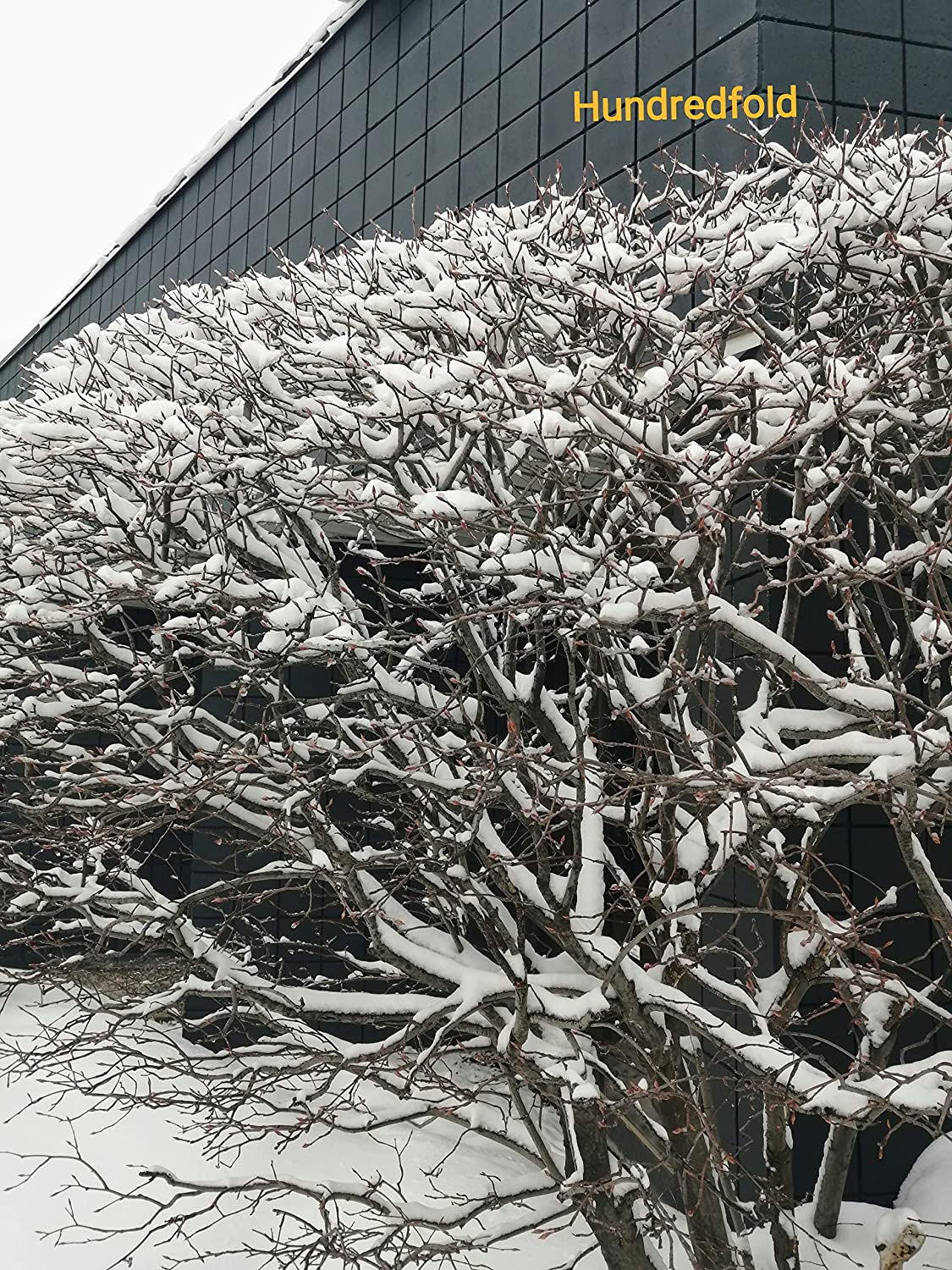 Amélanchier centuple Baie de juin Baie de juin 1 plantule - Shadblow, Shadbush ou Saskatoon Berry Arbuste fruitier indigène du Canada et des États-Unis, à racines nues Racines nues Une plante vivante (sans pot) 