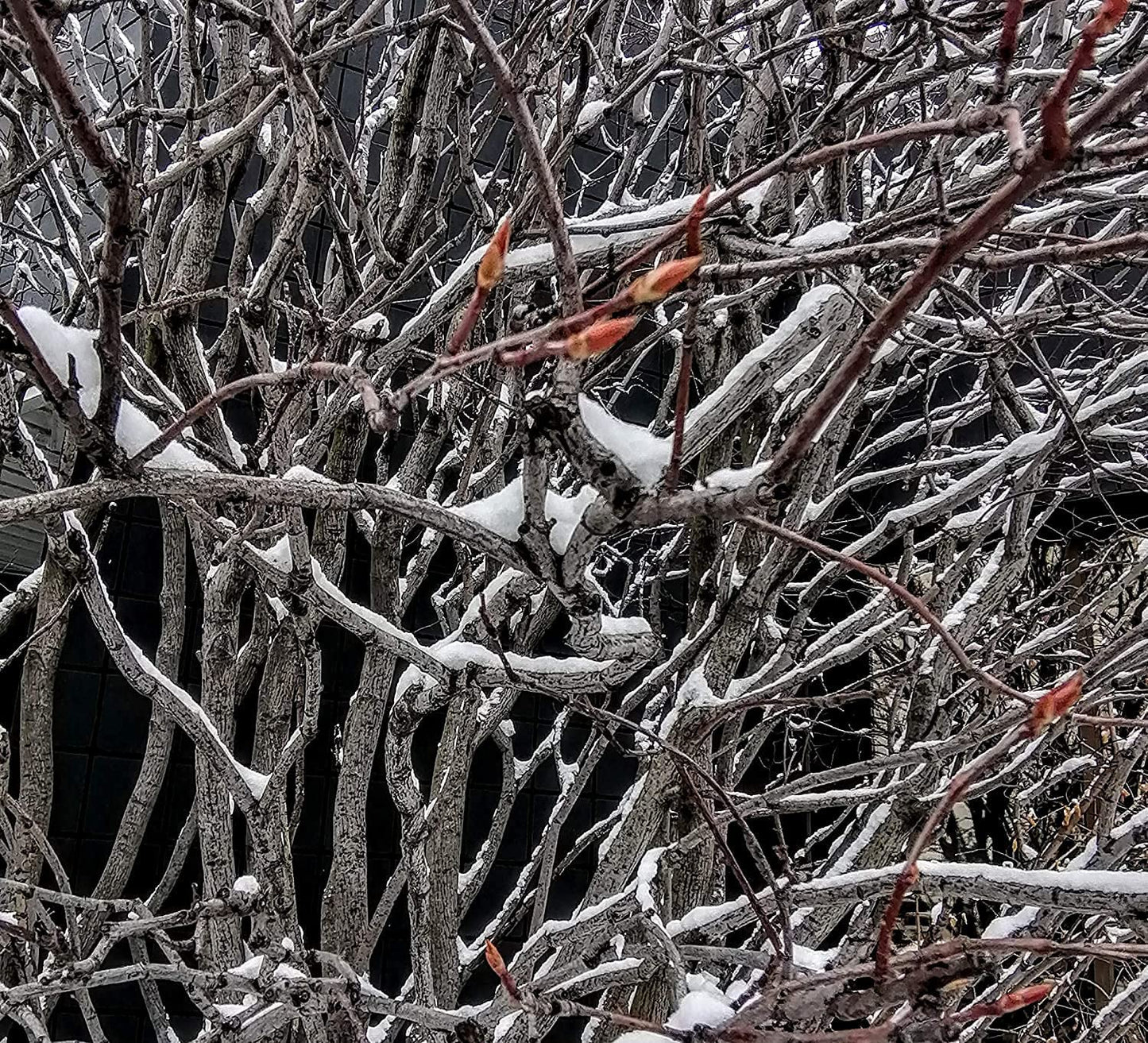 Amélanchier centuple Baie de juin Baie de juin 1 plantule - Shadblow, Shadbush ou Saskatoon Berry Arbuste fruitier indigène du Canada et des États-Unis, à racines nues Racines nues Une plante vivante (sans pot) 