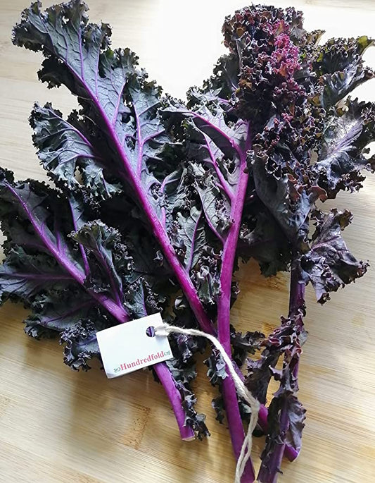 Cent fois 100 graines de chou frisé écarlate - Brassica oleracea Ornemental et comestible sans OGM