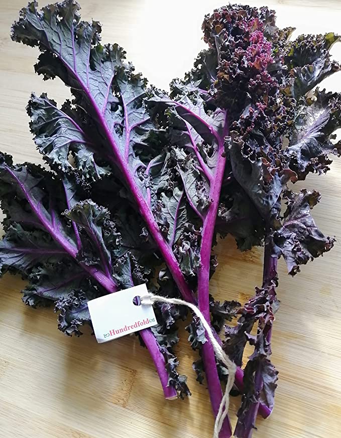 Hundredfold 100 Scarlet Curly Kale Vegetable Seeds - Brassica oleracea Non-GMO Ornamental & Edible