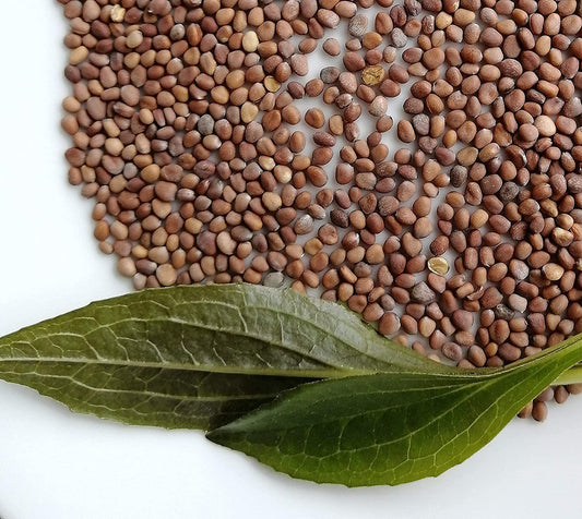 Radis d'été blanc glaçon centuple 200 graines de légumes - Sans OGM, radis doigt de dame ou radis blanc italien, croissance rapide, expédié au Canada