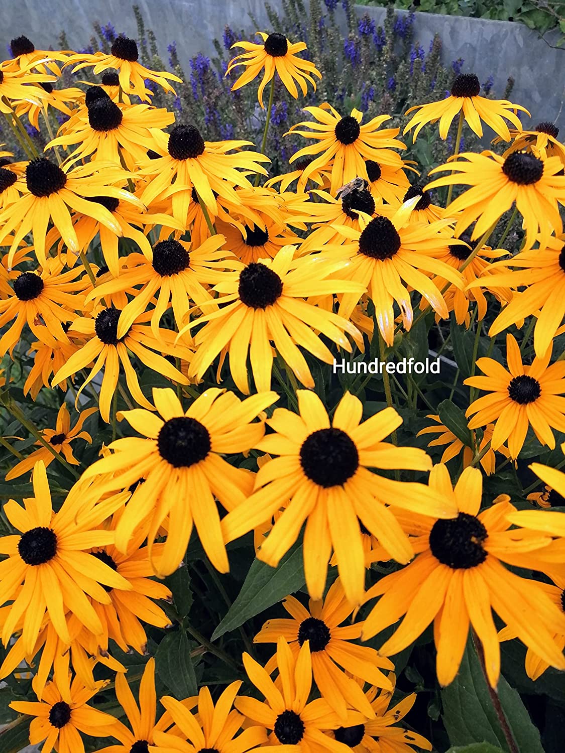 Close-up of Black-Eyed Susan’s golden petals and dark brown center, perfect for bee and butterfly gardens.