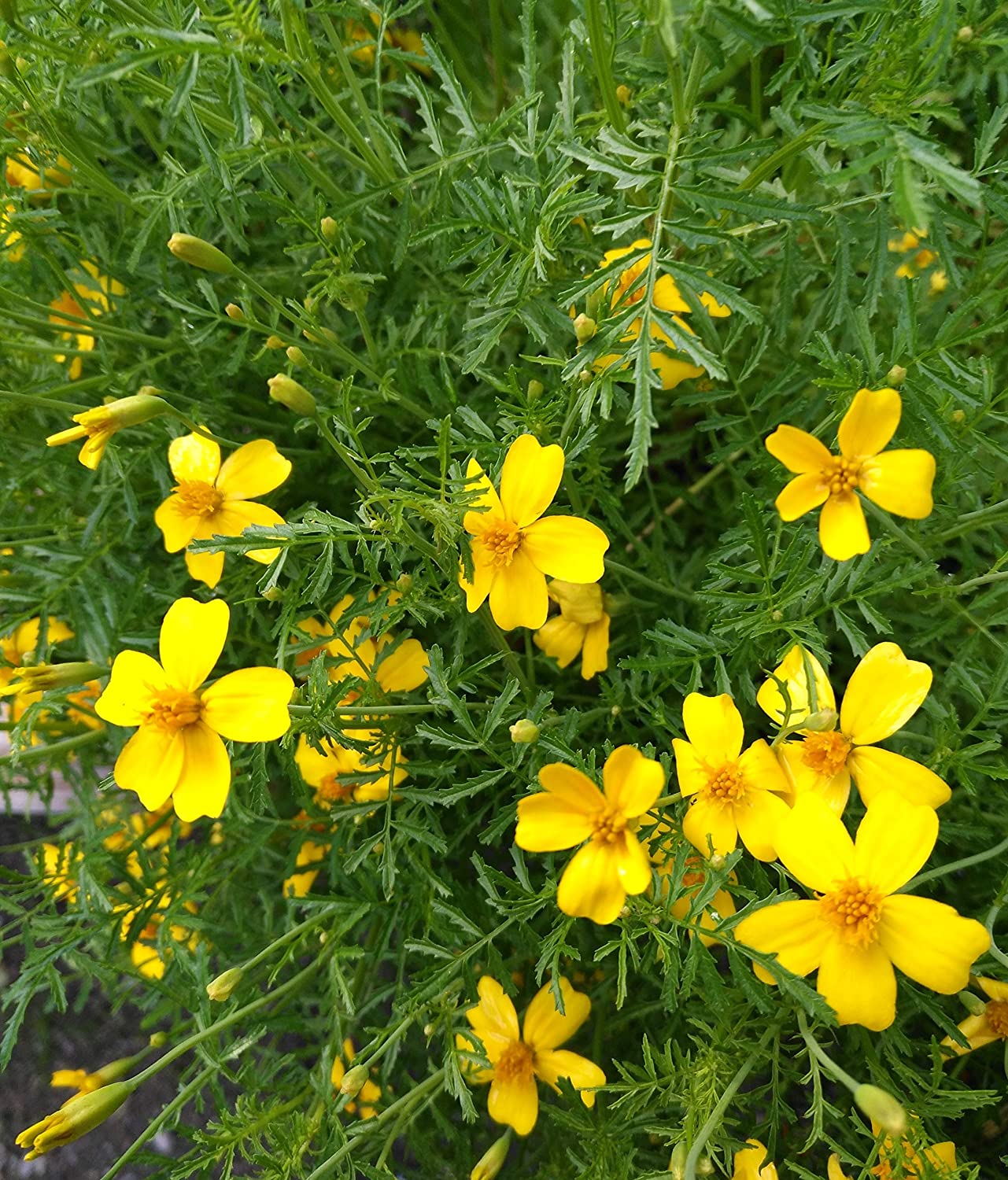 Centuple Citron Gem Signet Marigold 100 Graines - Tagetes tenuifolia Marigold Mexicain, Fleur Comestible 