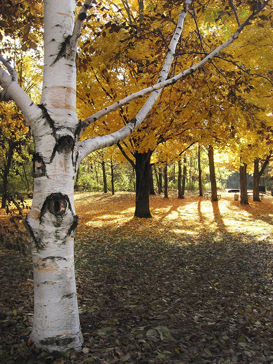 Bouleau à papier 1 plantule - Betula papyrifera Bouleau blanc d'Amérique, bouleau à canoë Arbre indigène au Canada, plante vivante cultivée en Ontario 