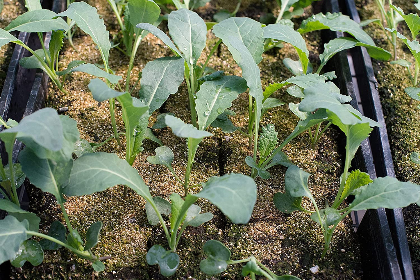 Chou frisé noir de Toscane au centuple 500 graines - Lacinato, dinosaure Nero di Tuscana, légume italien non OGM 
