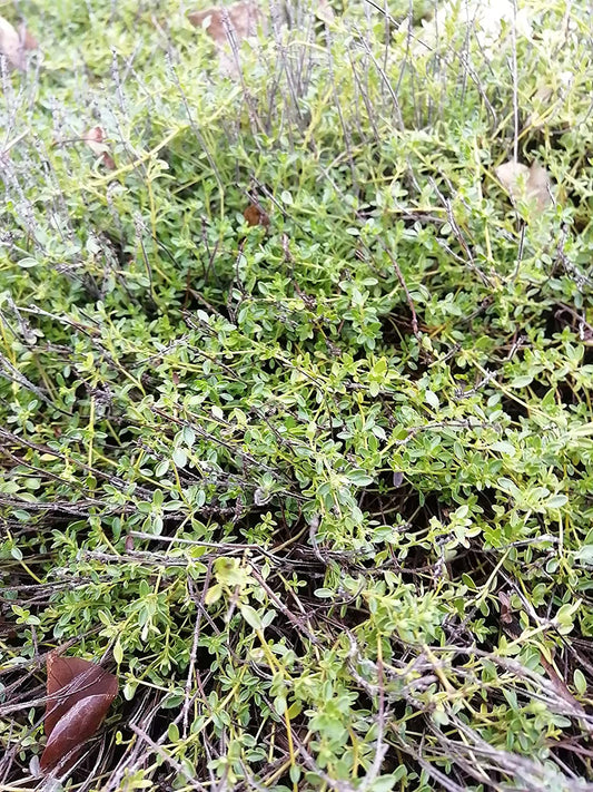 Thym rampant au centuple 1000 graines - Thymus serpyllum Couvre-sol ou alternative à la pelouse Rocaille de base pour jardin 