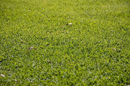 Graines de gazon Buffalo 1/2 lb (8 oz) au centuple - Bouteloua dactyloides - Gazon court de type gazon indigène pour pelouse à faible entretien ou alternative à la pelouse Buffalograss 