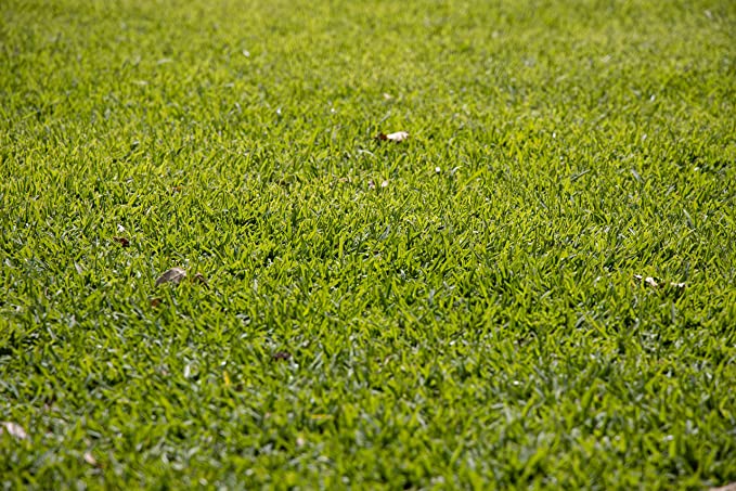 Hundredfold 5 Grams Buffalo Grass Seeds - Bouteloua dactyloides Native Turf-Type Short Grass for Buffalograss Low-Maintenance Lawn or Lawn Alternative