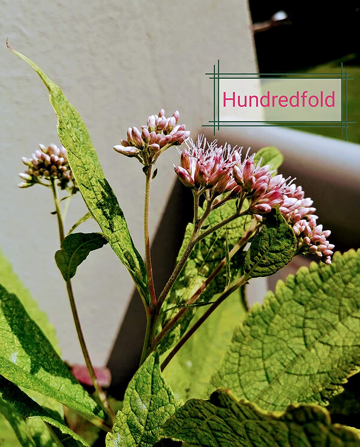 Hundredfold Joe Pye Weed Native Wild Flower 100 Seeds - Eutrochium purpureum Queen of the Meadow or Gravel Root, Attract Bees, Hummingbirds and Butterflies