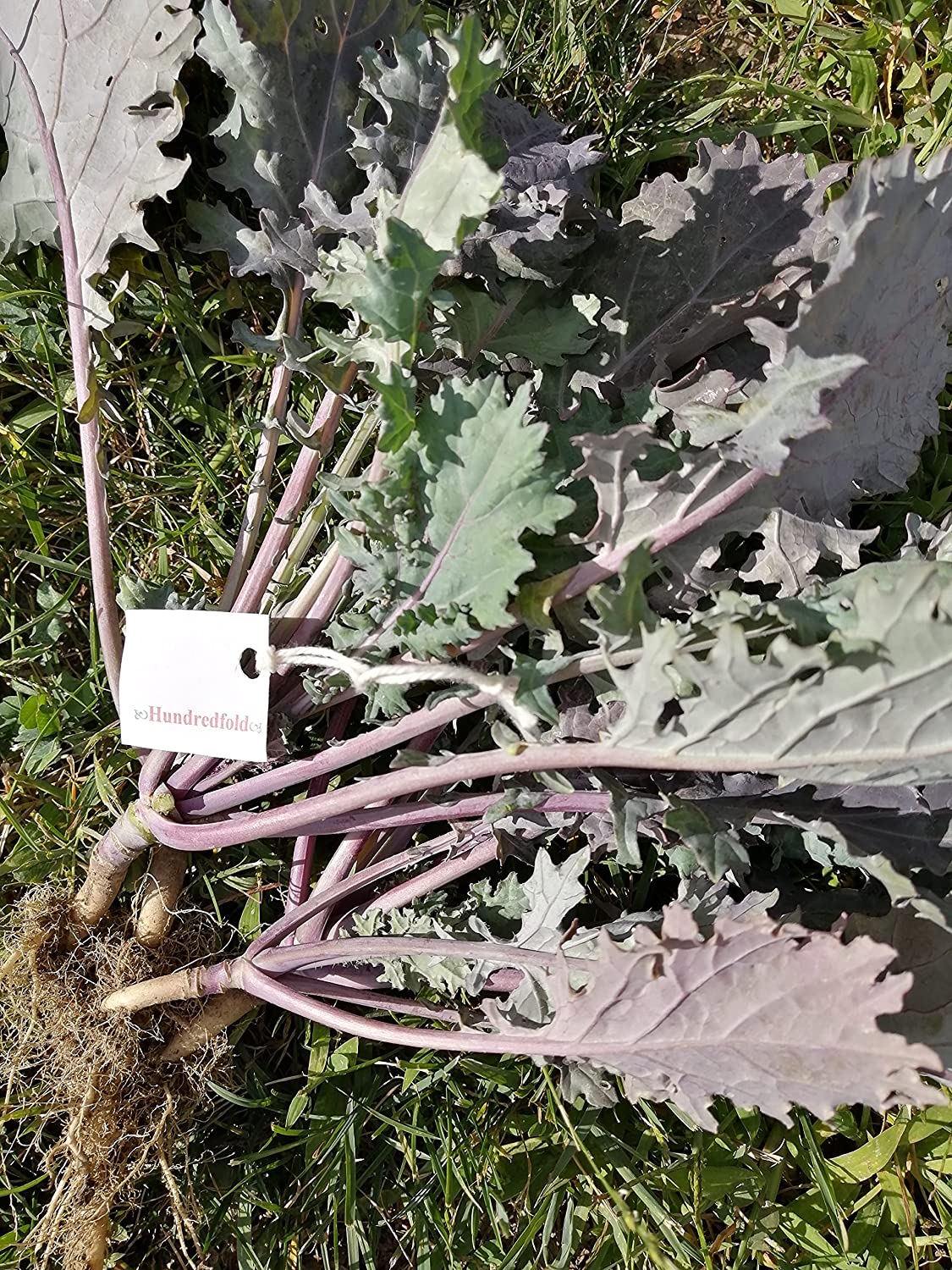 Hundredfold Organic Red Russian Siberian Kale 500 Seeds - Brassica Napus Heirloom Non-GMO, Nutritious Microgreen or Baby Leaf