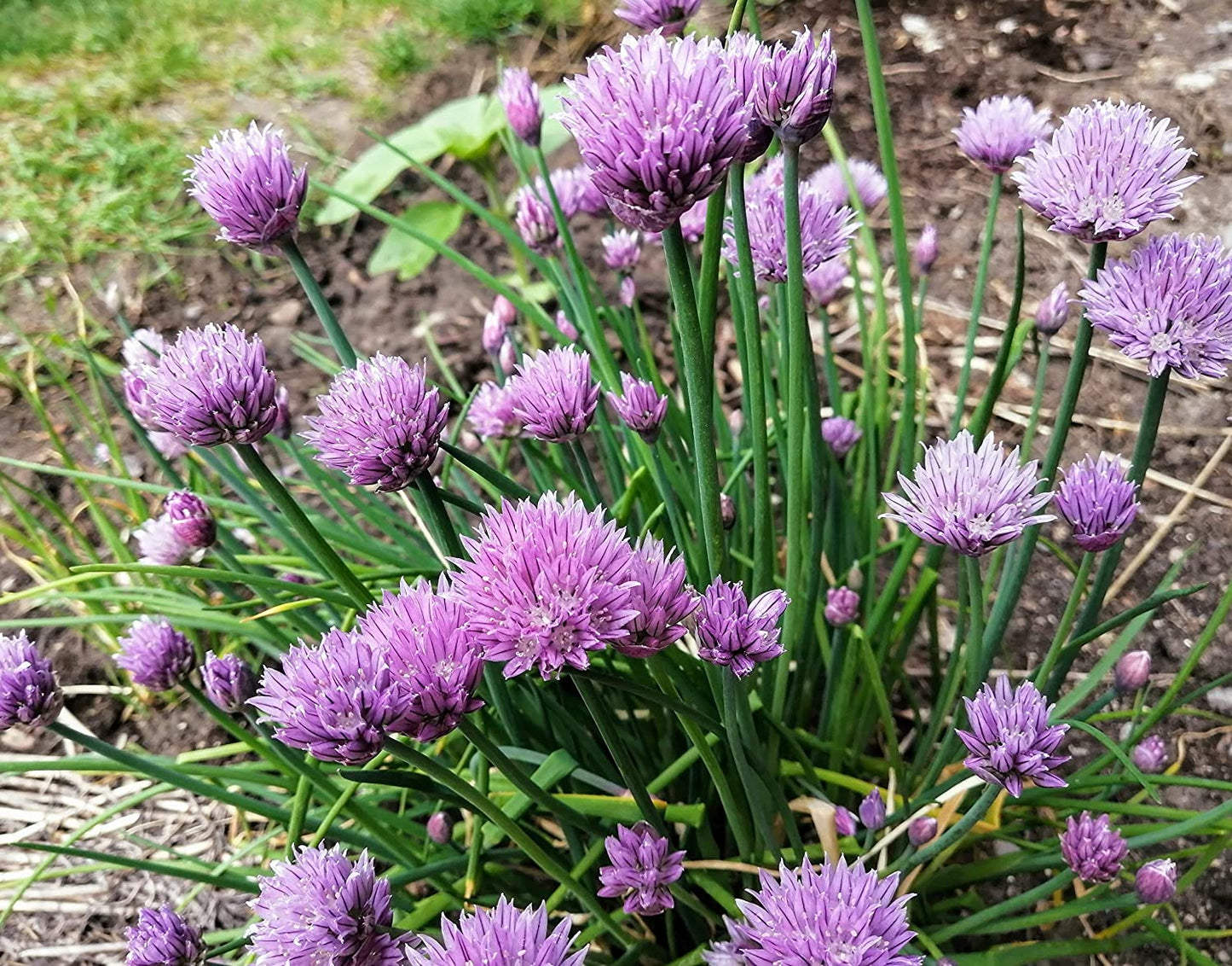 Hundredfold Organic Purple Flower Chive Herb Allium schoenoprasum Heirloom 1000 Seeds - Easy to Grow