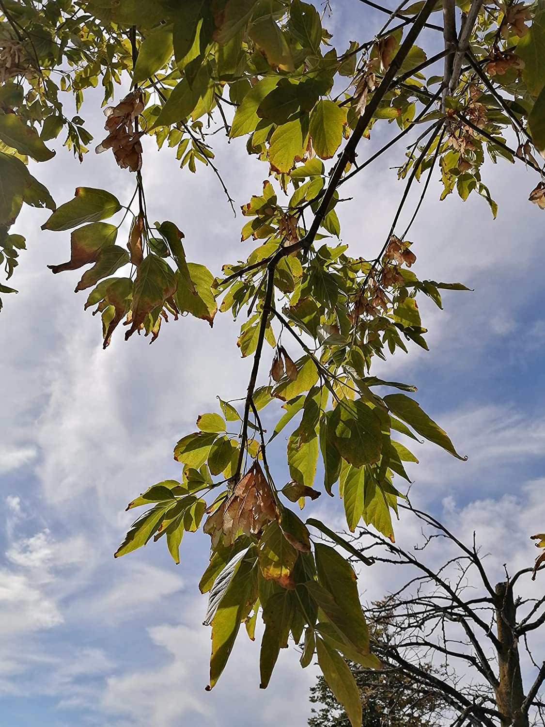 Érable à feuilles de frêne, érable à feuilles de frêne, érable de la rivière Rouge, érable du Manitoba, arbre indigène du Canada, 20 graines 