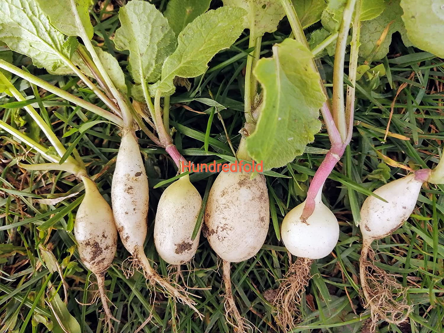 Hundredfold White Icicle Summer Radish 200 Vegetable Seeds - Non-GMO, Lady Finger or White Italian Radish, Fast Growing, Shipped in Canada