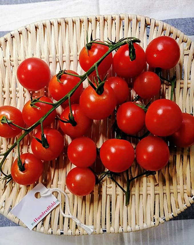 Hundredfold Sweet Million F1 Hybrid Cherry Tomato 20 Vegetable Seeds - Non-GMO Very Sweet and Flavorful Fruits, Easy to Grow, Productive, Great for Containers or Small Spaces