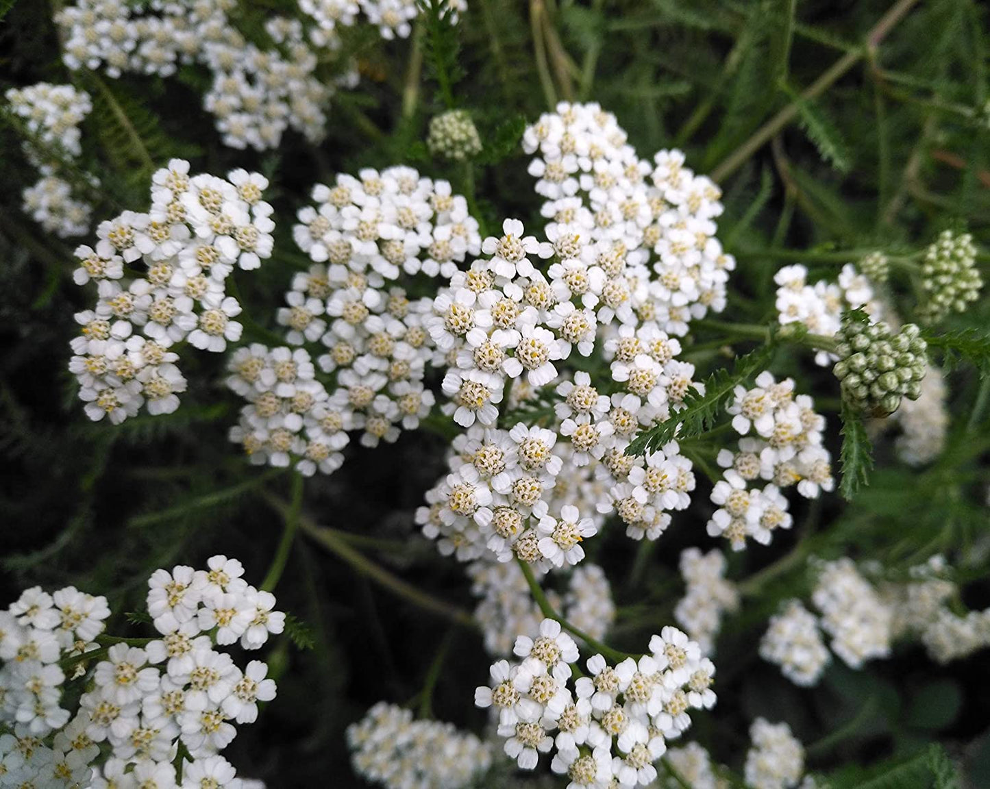 Hundredfold White Common Yarrow Herb 1000 Seeds - Achillea millefolium for Butterflies and Bees, Excellent for Lawn and Turf