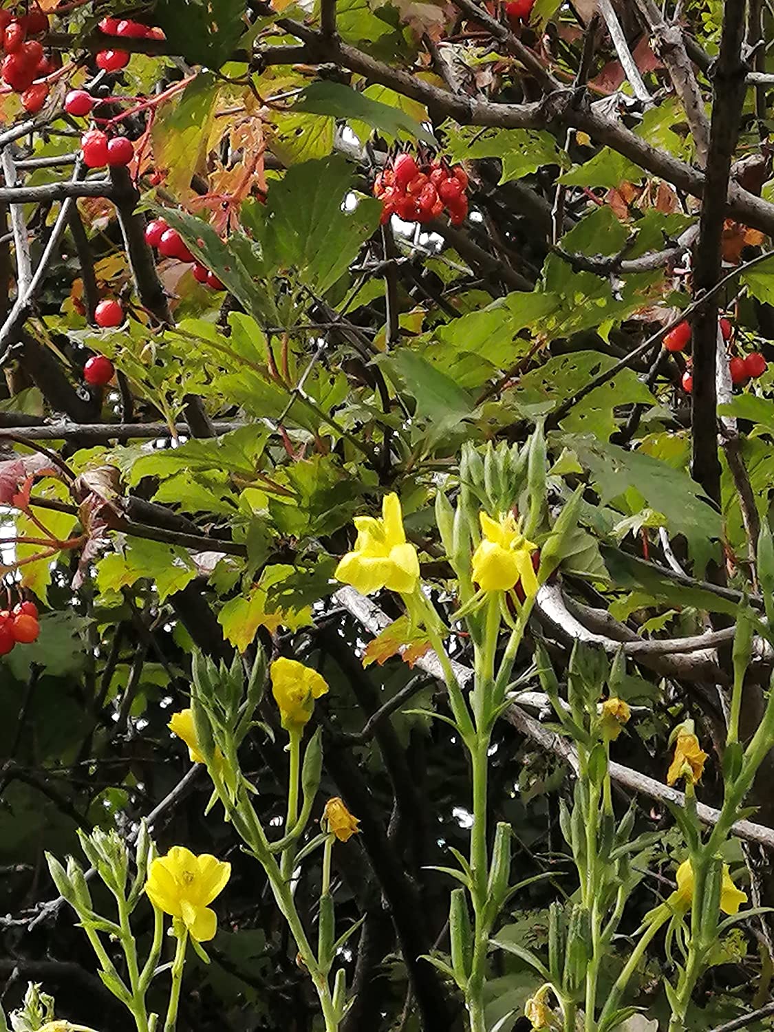 Oenothera biennis - Oenothera biennis - Oenothera biennis - Oenothera biennis - Oenothera biennis - Oenothera biennis - Oenothera biennis - Oenothera biennis 