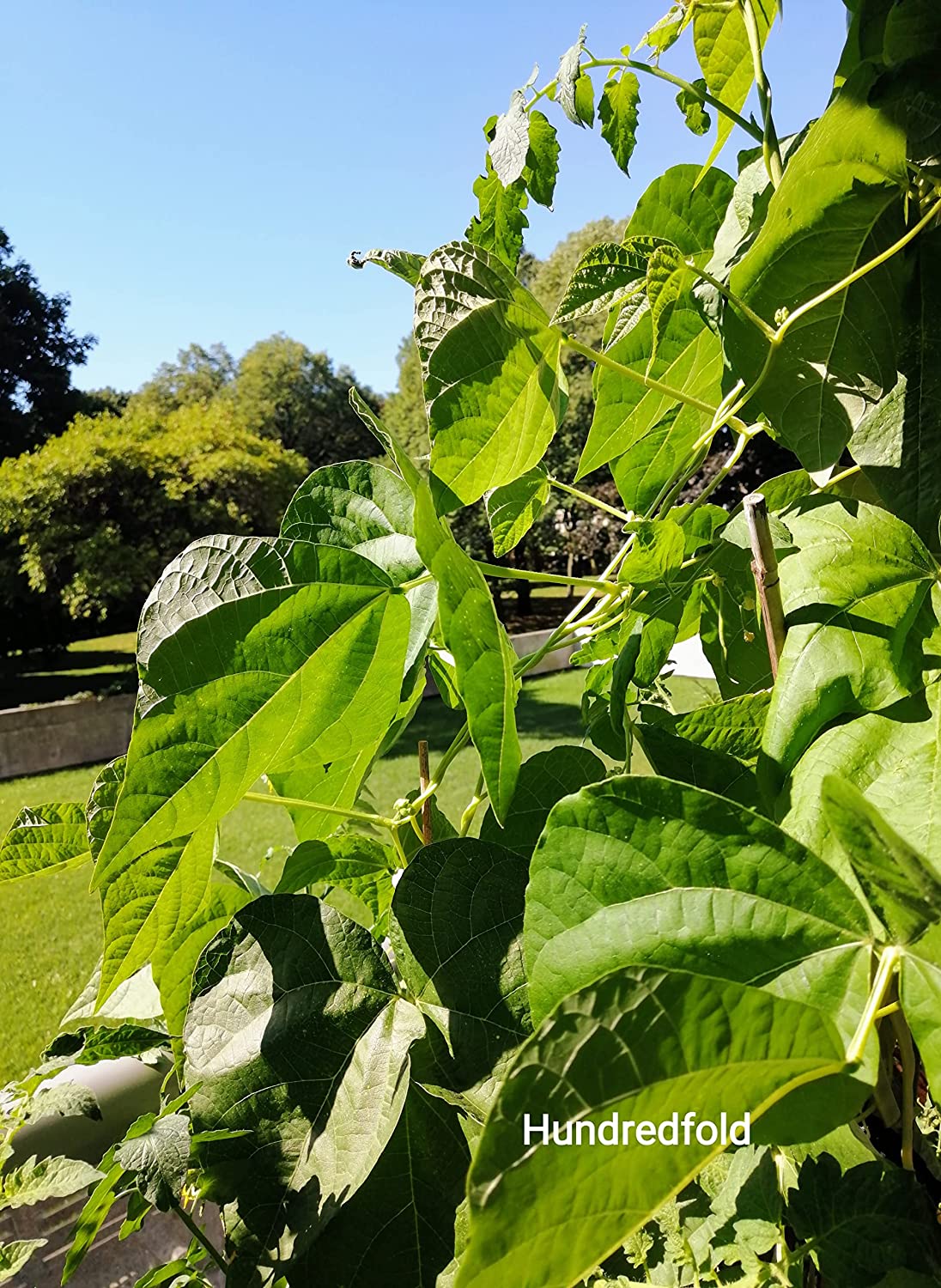 Haricot grimpant Golden Gate 30 graines de légumes - Haricot mange-tout jaune Romano sans OGM 