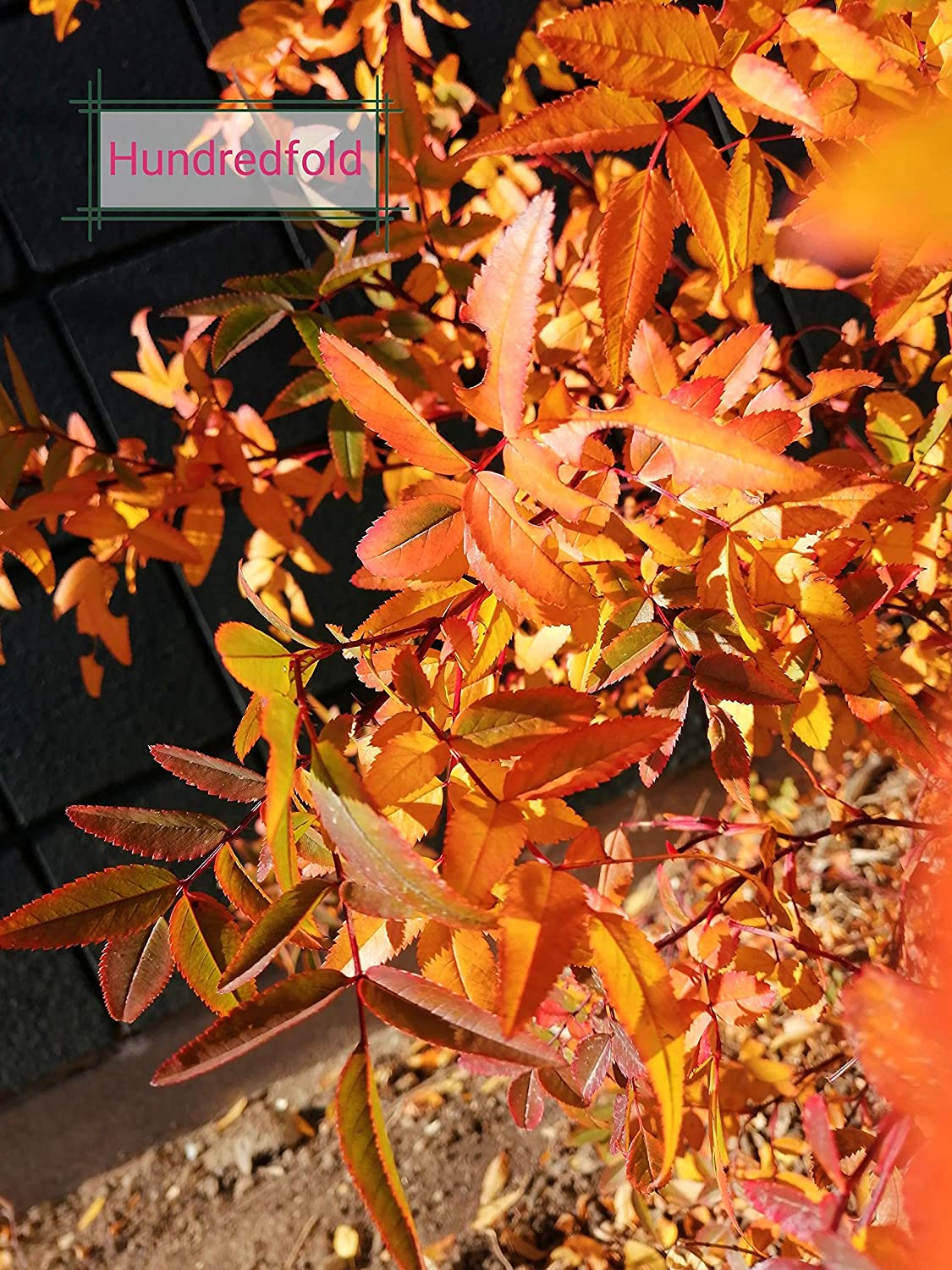 Swamp rose bush in rich autumn foliage, displaying vibrant orange and red tones in the Hundredfold garden.