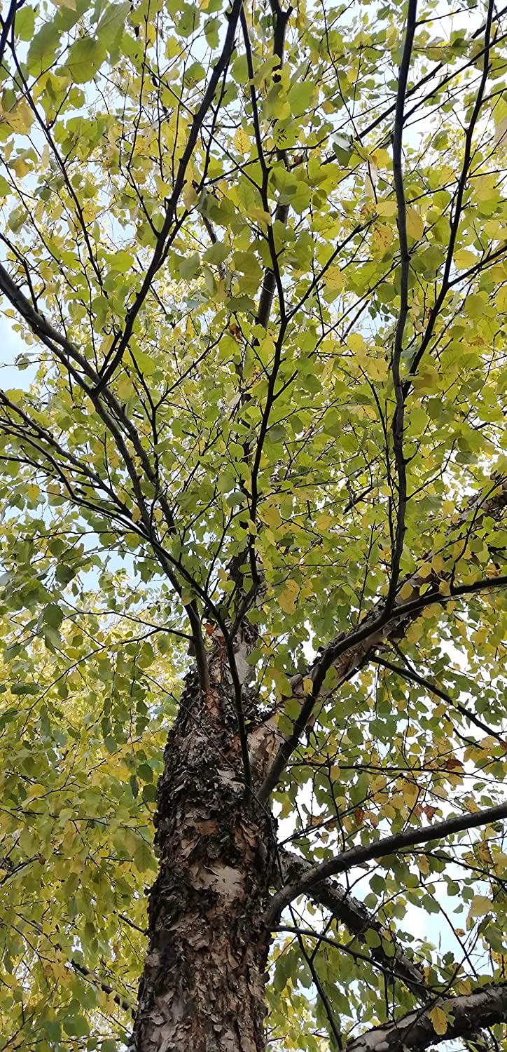 100 graines de bouleau de rivière Betula nigra - Bouleau indigène américain, bouleau rouge, bouleau d'eau, arbre indigène au Canada et aux États-Unis, excellent pour l'aménagement paysager et le reboisement 