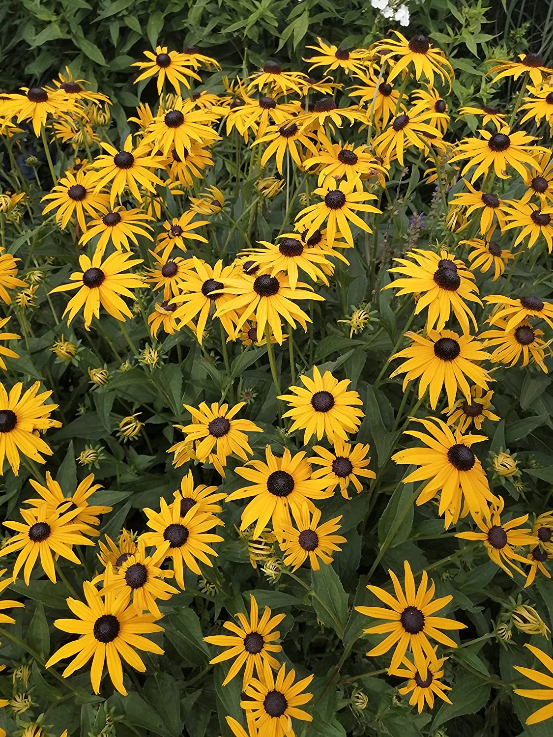 Susan aux yeux noirs au centuple 500 graines - Rudbeckia hirta Fleur sauvage indigène du Canada, Susan aux yeux noirs, excellente pour le jardin des abeilles et des papillons