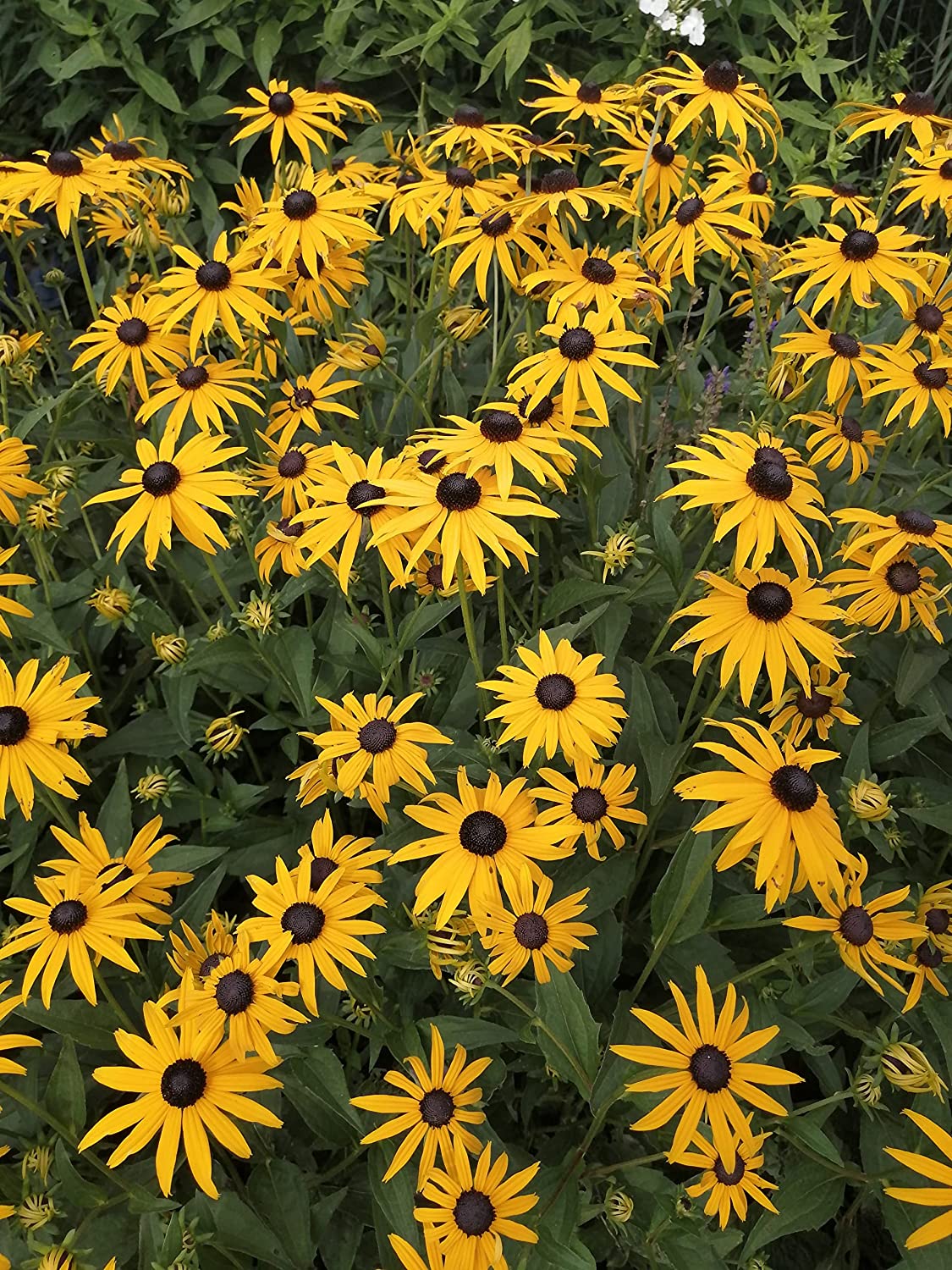 Hundredfold Black-Eyed Susan Wild Flower 500 Seeds - Rudbeckia hirta Canada Native Wildflower, Black Eyed Susan, Excellent for Bee and Butterfly Garden