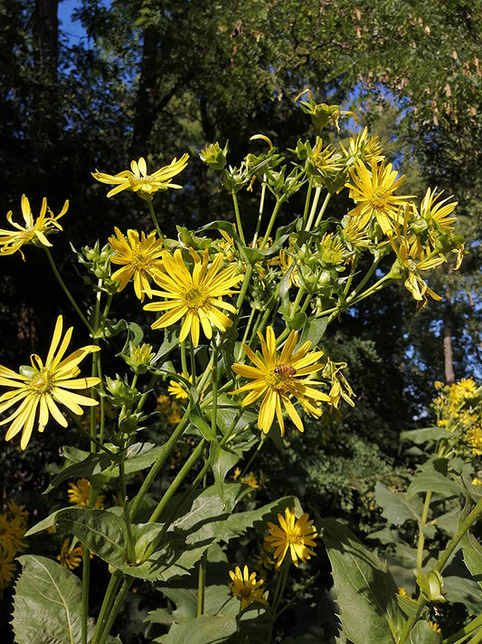 Hundredfold Cup Plant 50 Seeds - Silphium perfoliatum Ontario Native Wild Flower, Perfect for Native Meadow or Rain Garden