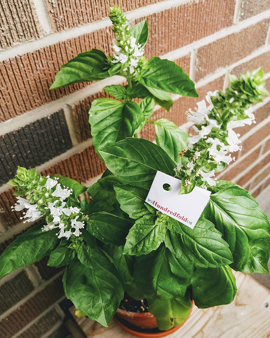 Hundredfold Genovese Basil 200 Herb Seeds - Ocimum basilicum Heirloom Non-GMO Perfumed Basil, Best for Pesto Pasta