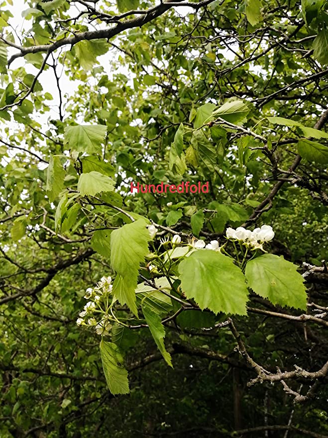 Hundredfold Arnold Hawthorn 1 Seedling – Crataegus arnoldiana Native Small Fruit Tree, Canada Grown Bare Rooted Live Plant without  Pot