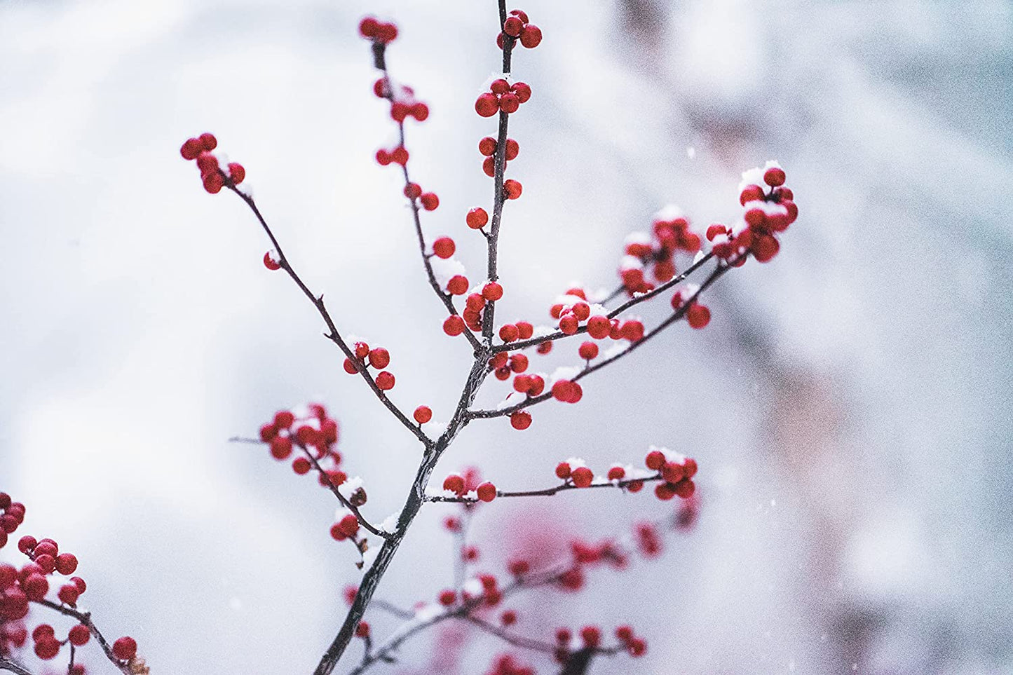 Houx verticillé commun au centuple 10 graines - Ilex verticillata Houx du Michigan, baie d'hiver de l'aulne noir, arbuste indigène du Canada qui attire les oiseaux 