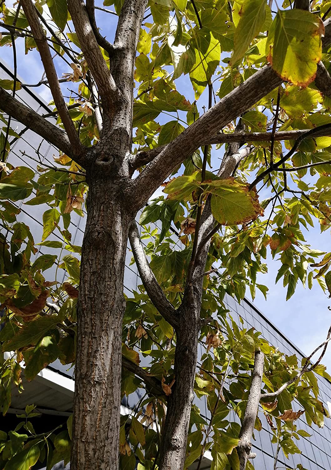 Hundredfold Box Elder Maple 20 Seeds - Acer negundo Ash-leaved Maple, Ashleaf Maple, Red River Maple Manitoba Maple Canada Native Tree