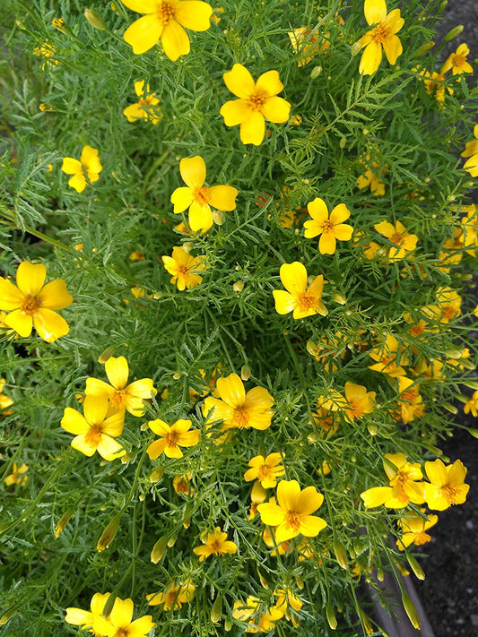Centuple Citron Gem Signet Marigold 100 Graines - Tagetes tenuifolia Marigold Mexicain, Fleur Comestible 