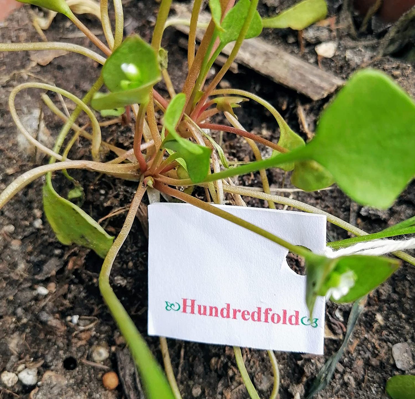 Hundredfold Claytonia Miner’s Lettuce 1000 Seeds – Claytonia perfoliata Miners Lettuce Winter Purslane, Cold-Hardy Salad Green with Crunchy Texture Leafs