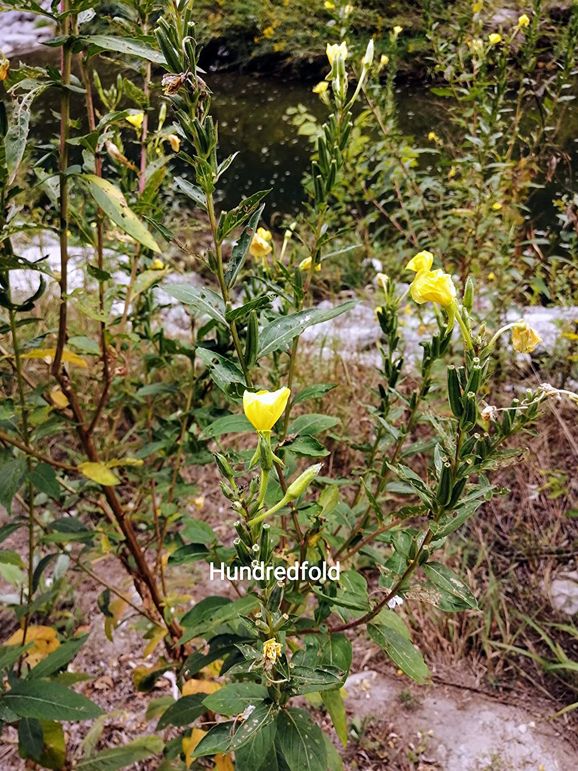 Oenothera biennis - Oenothera biennis - Oenothera biennis - Oenothera biennis - Oenothera biennis - Oenothera biennis - Oenothera biennis - Oenothera biennis 