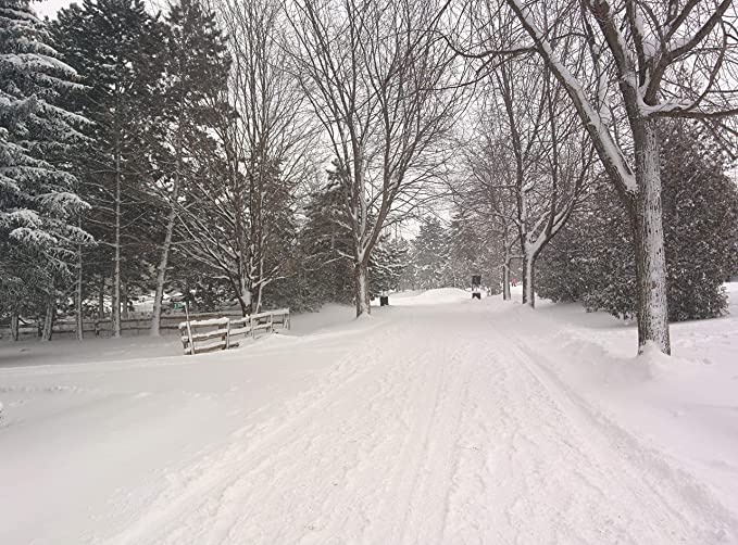 Snow-covered country road lined with blue spruce trees, showcasing their winter hardiness and year-round beauty