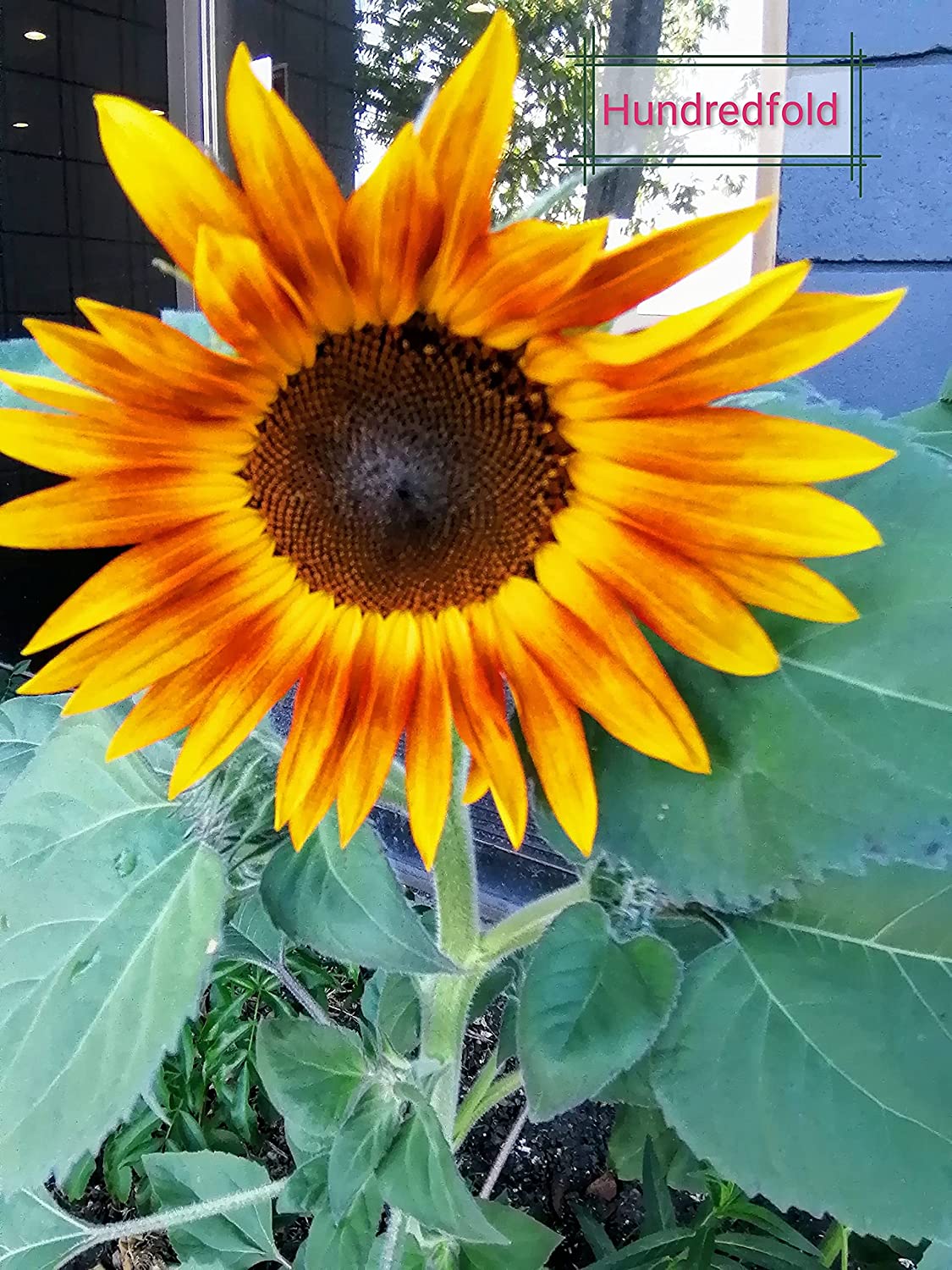 Autumn Beauty Mix Sunflower 30 Seeds - Non-GMO Multi-Branching Sunflower Best for Fall Display, Cut Flowers & Bee Gardens