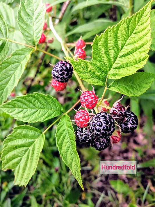 Hundredfold Black Raspberry 20 Fruit Seeds - Non-GMO Canada Native Wild Blackcap Raspberry, Bramble, Producing Tasty Fruits & Fragrant Flowers