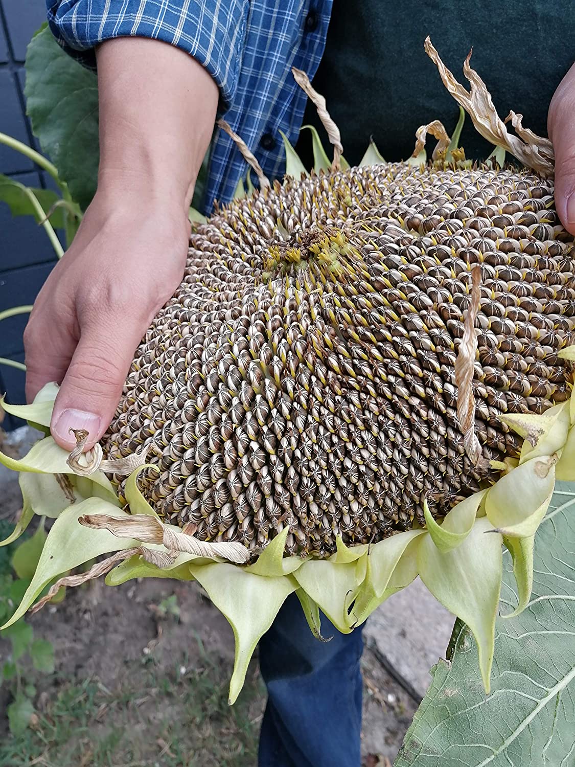 Tournesol géant à rayures grises Mammoth 20 graines d'héritage - Helianthus annuus Attirer les oiseaux chanteurs Oiseaux chanteurs et abeilles Abeilles 