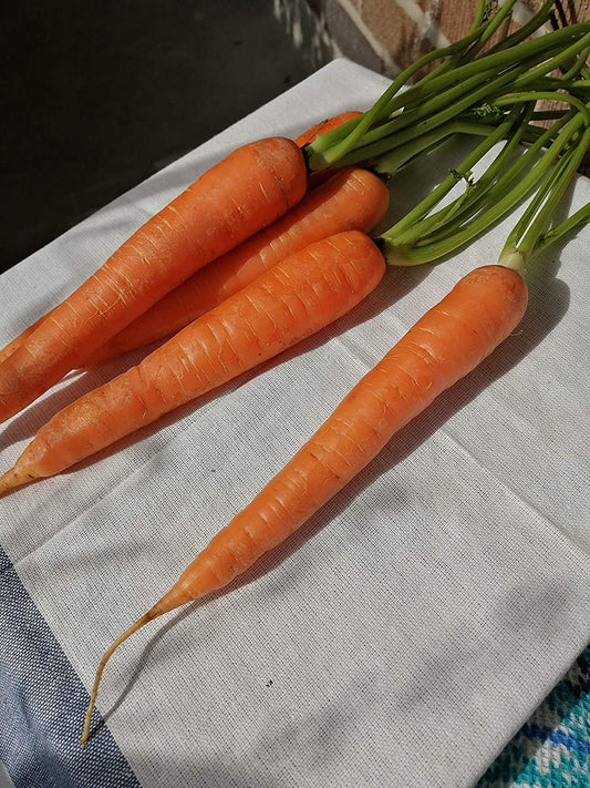Carotte nantaise écarlate centuple 1500 graines de légumes - Carotte classique sans OGM, variété patrimoniale sucrée à petit noyau, attire les papillons machaons 