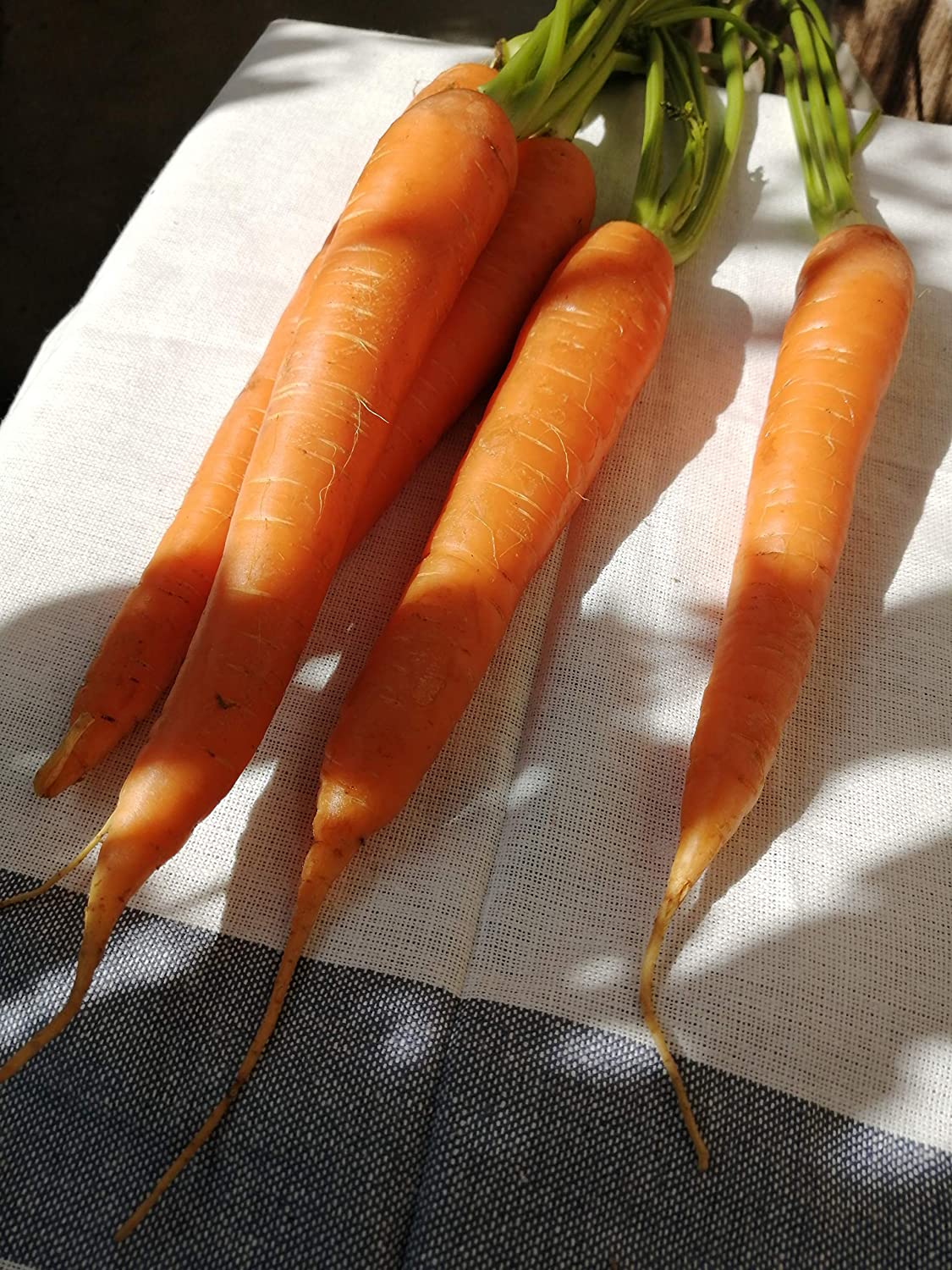 Carotte nantaise écarlate centuple 1500 graines de légumes - Carotte classique sans OGM, variété patrimoniale sucrée à petit noyau, attire les papillons machaons 