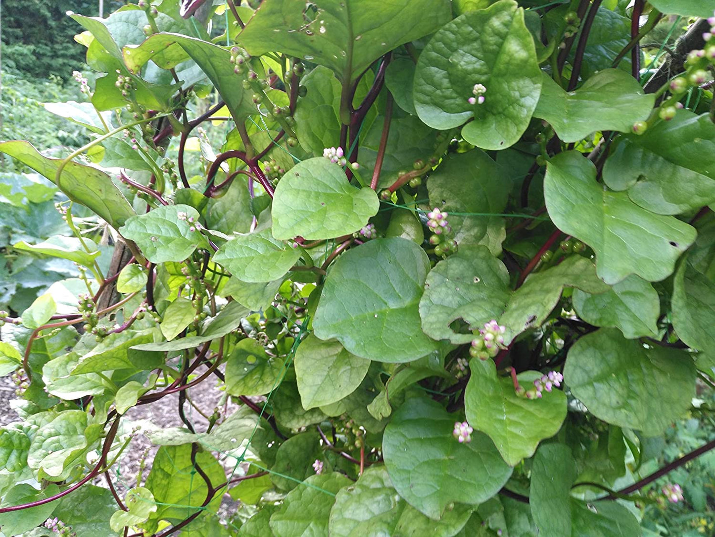 Épinard de Malabar à vigne rouge 50 graines de légumes – Basella alba Épinard de Ceylan, sans OGM, jardin en pot ou balcon 